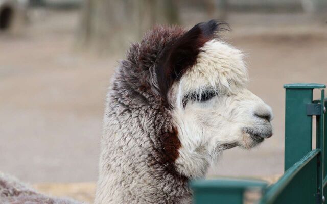 Карантин закончился у 250 альпак под Воронежем - Обозреватель.Врн, 02.11.2025