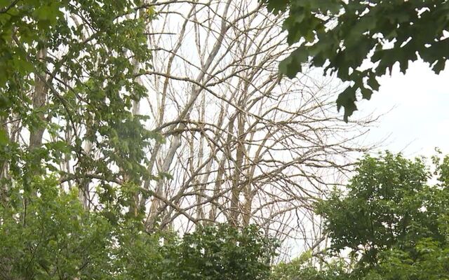 Опасное карантинное заболевание впервые обнаружили в Воронежской области - Обозреватель.Врн, 02.11.2025