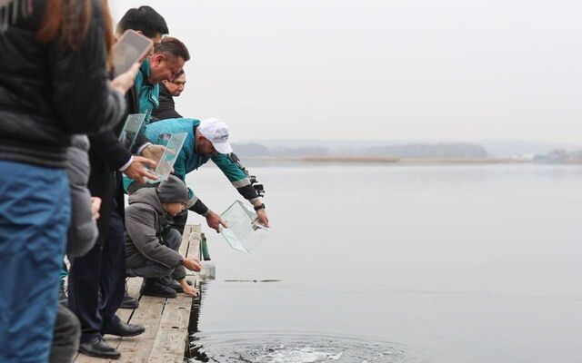 Сто тысяч мальков сазана и толстолобика выпустили в Воронежское водохранилище - Обозреватель.Врн, 06.11.2025
