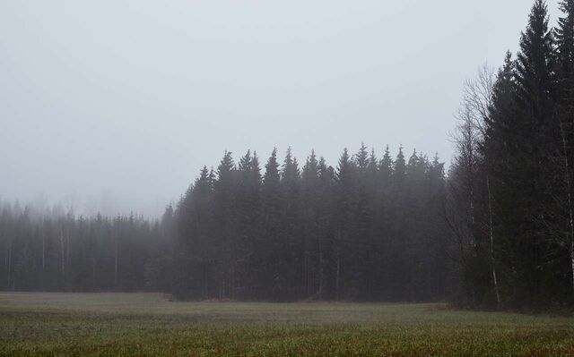 Желтый уровень погодной опасности вновь продлили в Воронежской области Желтый уровень погодной опасности вновь продлили в Воронежской области - Обозреватель.Врн, 10.11.2025