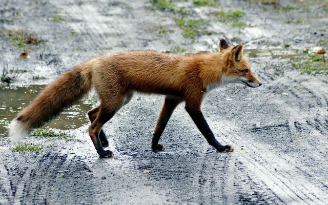 Из-за лисицы ввели карантин по бешенству в селе Можайское под Воронежем - Обозреватель.Врн, 13.11.2025