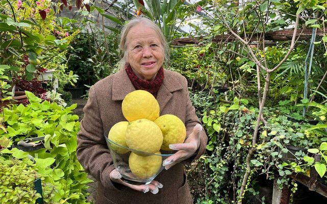 Урожай гигантских лимонов собрали в Ботаническом саду в Воронеже Урожай гигантских лимонов собрали в Ботаническом саду в Воронеже - Обозреватель.Врн, 15.11.2025