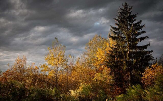 Прокуроры спасли старинный лес от дробления и продажи под Воронежем - Обозреватель.Врн, 17.11.2025