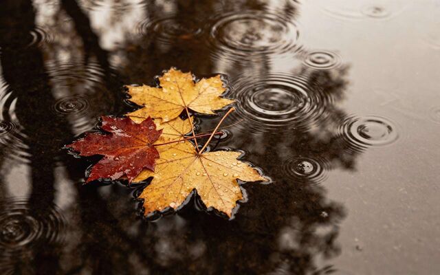 Карантин по бешенству сняли в воронежском селе Каменка-Садовка - Обозреватель.Врн, 19.11.2025