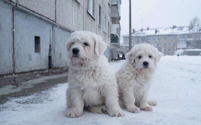 Женщины оставили бездомных собак без теплого ночлега в Воронеже - Обозреватель.Врн, 21.02.2026
