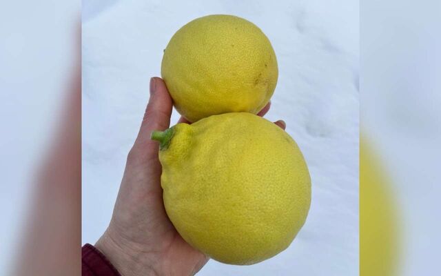 Лимоны-гиганты созрели в воронежском Ботаническом саду - Обозреватель.Врн, 22.02.2026