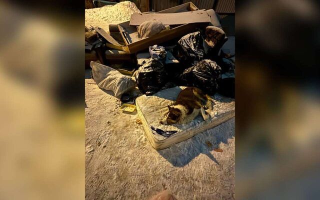 Домашнюю собаку оставили на мусорке воронежцы - Обозреватель.Врн, 04.03.2026