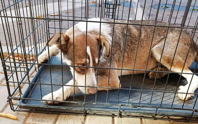 Из-за бешеной собаки ввели карантин в части воронежского села Васильевка - Обозреватель.Врн, 04.03.2026