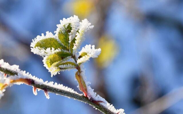 Морозы до -9 градусов вернутся в Воронежскую область - Обозреватель.Врн, 05.03.2026