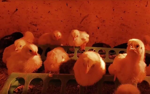 Птенцы трех удивительных пород кур появились в воронежском зоопарке - Обозреватель.Врн, 11.04.2026