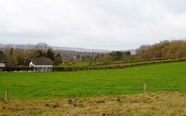 С начала года бешенство выявили в 17 районах Воронежской области - Обозреватель.Врн, 17.04.2026