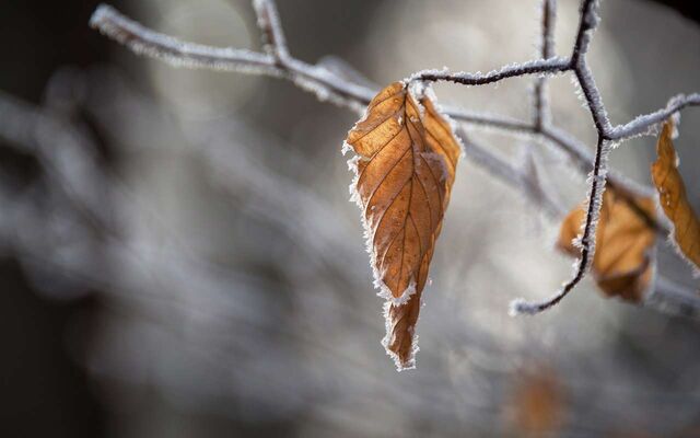 До -1 похолодает в начале новой неделе в Воронежской области - Обозреватель.Врн, 19.04.2026