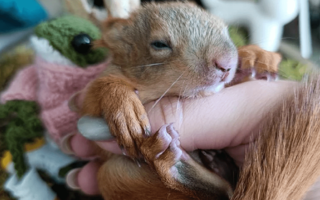 Двух бельчат спасли от вороны в Воронеже - Обозреватель.Врн, 25.04.2026