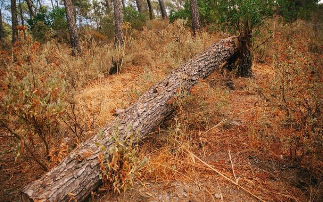 За день спасатели получили 19 сообщений о рухнувших деревьях в Воронеже - Обозреватель.Врн, 27.04.2026