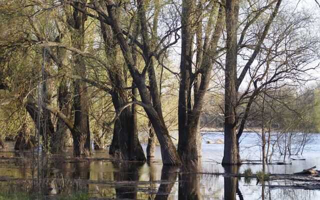 Изменился график работы на майские праздники в воронежском заповеднике - Обозреватель.Врн, 29.04.2026