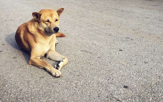 Собака укусила ребенка за ногу в Воронежской области - Обозреватель.Врн, 29.04.2026
