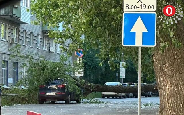 Упавшее дерево раздавило две иномарки в Воронеже - Обозреватель.Врн, 26.05.2026
