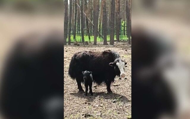 Детеныш тибетского яка родился в Воронежском зоопарке - Обозреватель.Врн, 29.05.2026