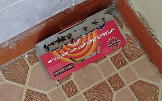 На тараканов в ВОДКБ № 1 пожаловались воронежцы - Обозреватель.Врн, 28.06.2026