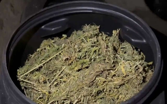 Супруги и их подельник выращивали марихуану на продажу под Воронежем - Обозреватель.Врн, 28.07.2026