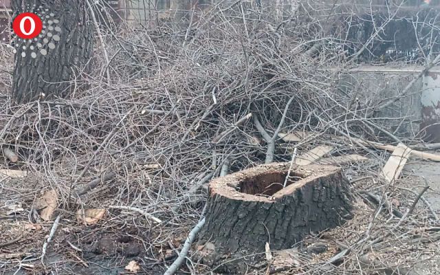 Организовали опиловку и удаление аварийных деревьев в Воронежской области - Обозреватель.Врн, 24.10.2026