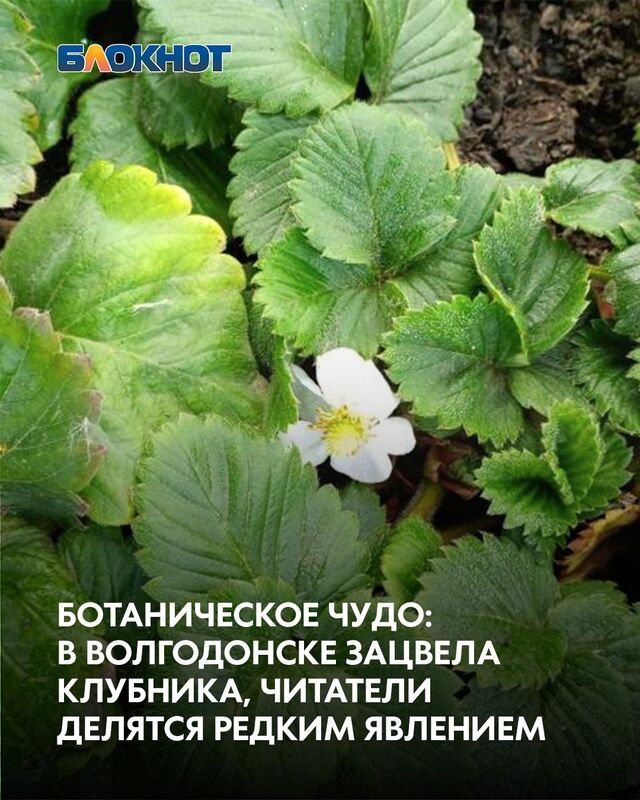 Необычным природным явлением для конца октября поделилась с «Блокнот Волгодонск» читательница. 31 октября на приусадебном участке женщины зацвела клубника. Необычным природным явлением для конца октября поделилась с «Блокнот Волгодонск» читательница. 31 октября на приусадебном участке женщины зацвела клубника. - Блокнот Волгодонск (Новости Волгодонска), 31.10.2025