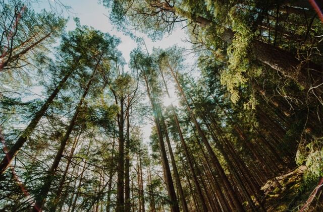 Новый памятник природы появится в воронежском микрорайоне - 36on.ru - Воронеж | Новости | Мероприятия, 03.11.2025