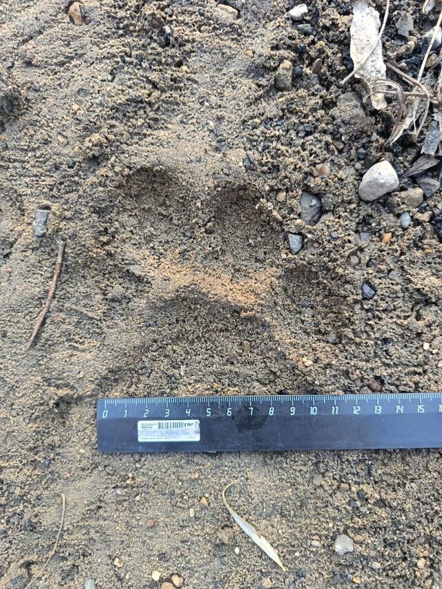 Тигр появился вблизи села Занадворовка в Хасанском районе Тигр появился вблизи села Занадворовка в Хасанском районе - Deita.ru — российское информационное агентство, 07.11.2025