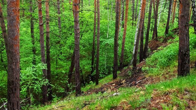 Пикников не будет: в Башкирии запретили прогулки в лесах - Медиакорсеть, 12.06.2025