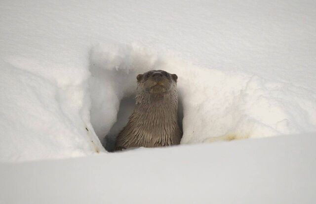 Выдры умеют кататься с горок Выдры умеют кататься с горок - Губерния l Хабаровск, 16.03.2026