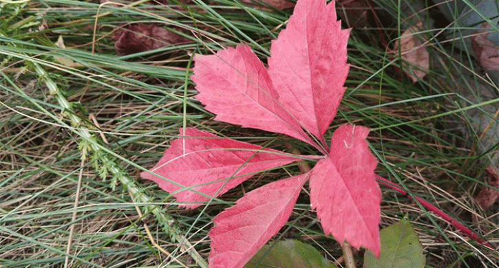 В Челябинской области наступает самый теплый день ноября В Челябинской области наступает самый теплый день ноября - Агенство новостей Доступ, 08.11.2025