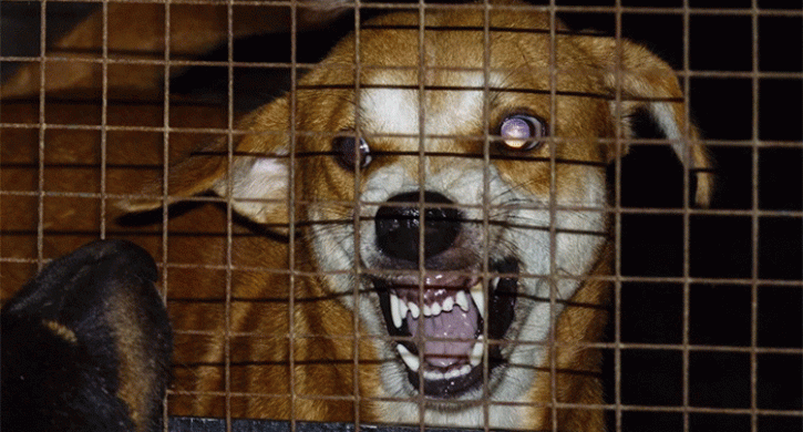 В одном из городов Челябинской области установлен карантин по бешенству животных - Агенство новостей Доступ, 08.11.2025