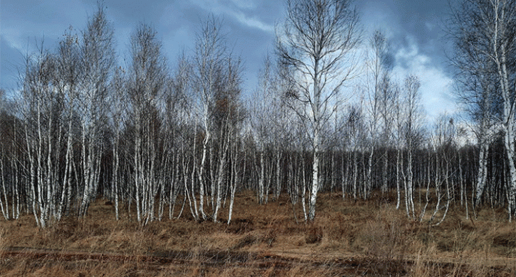 В Челябинской области 20-22 ноября ожидается крайне неустойчивая погода - Агенство новостей Доступ, 19.11.2025