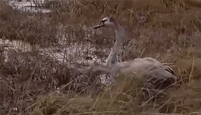 На Южном Урале спасли лебедя, столкнувшегося с линией электропередачи - Агенство новостей Доступ, 28.04.2026