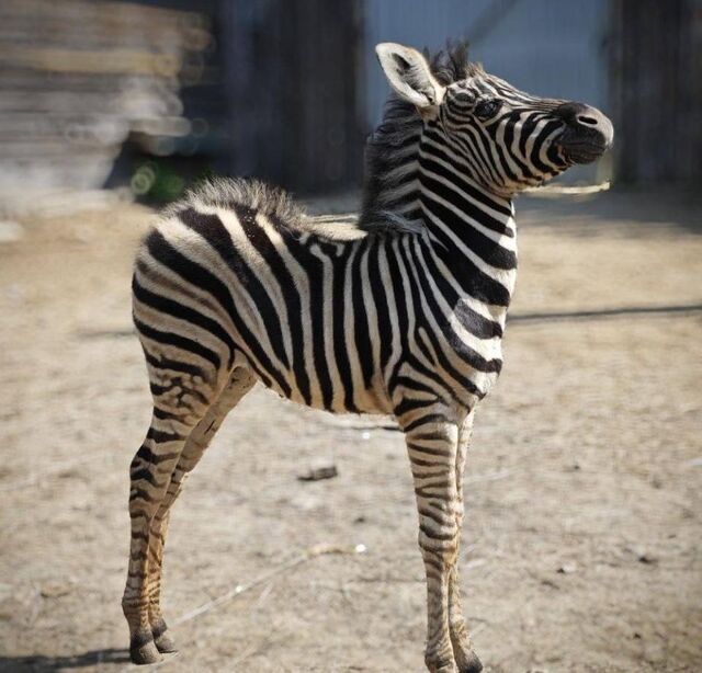 «Чувствует себя хорошо»: в приморском зоопарке показали редкие кадры малыша-зебреныша - PRIMPRESS, 19.05.2024