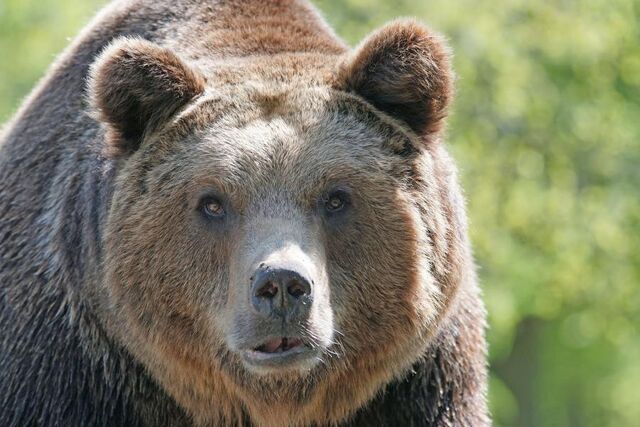 «Множественные раны». В Приморье любитель черемши был пойман медведем - PRIMPRESS, 19.05.2024