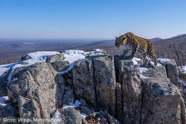 «Самый сладкий» дальневосточный леопард стал участником всероссийского фотоконкурса - PRIMPRESS, 21.05.2024