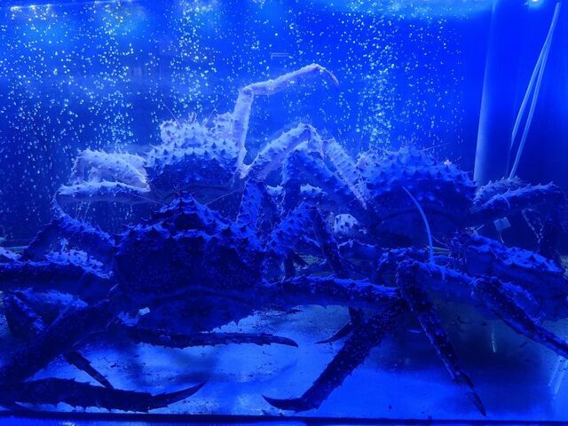 Контрабандисты пытались вывезти 320 тонн живого краба в Приморье - PRIMPRESS, 17.04.2025