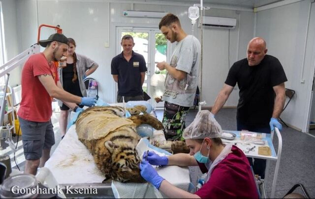 Обнаружена аномалия: отловленной тигрице провели операцию в Приморье - PRIMPRESS, 13.07.2025