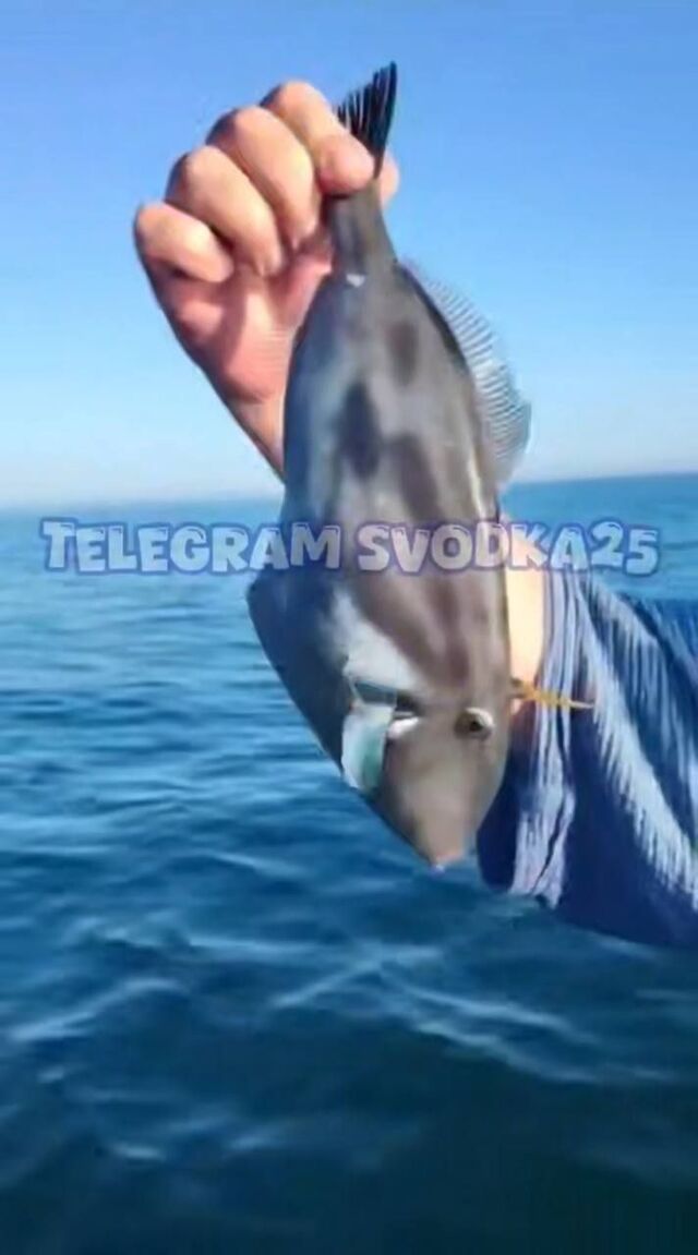 Рыба-триггер, которая обитает только в тропиках, поймана в Приморье - PRIMPRESS, 25.07.2025