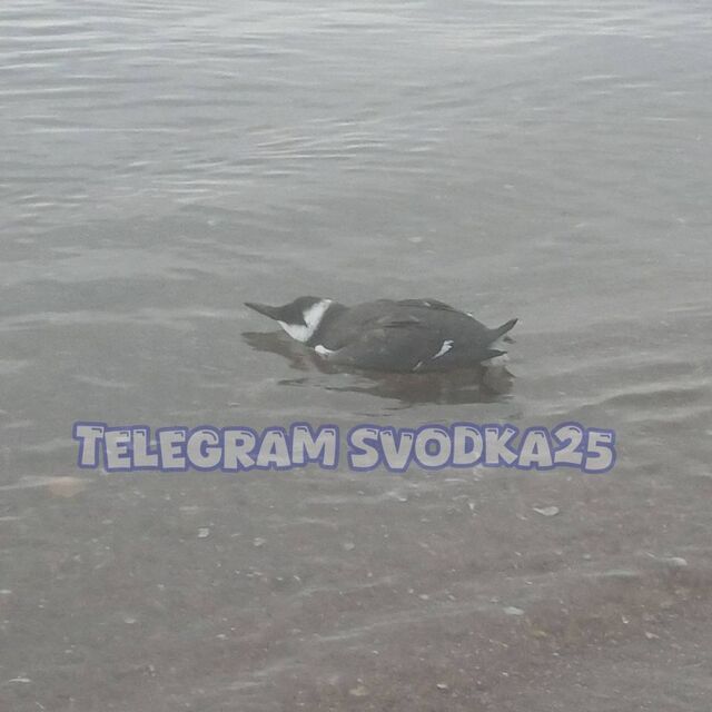 Во Владивостоке в районе Седанки нашли птицу-двойника пингвина - PRIMPRESS, 30.08.2025