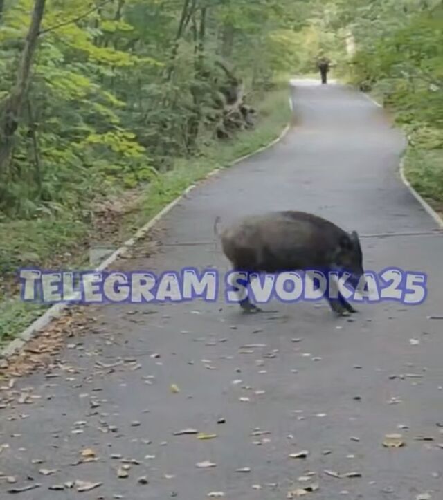 Неожиданная встреча в Ботаническом саду Владивостока: кабан вышел к посетителям - PRIMPRESS, 14.09.2025