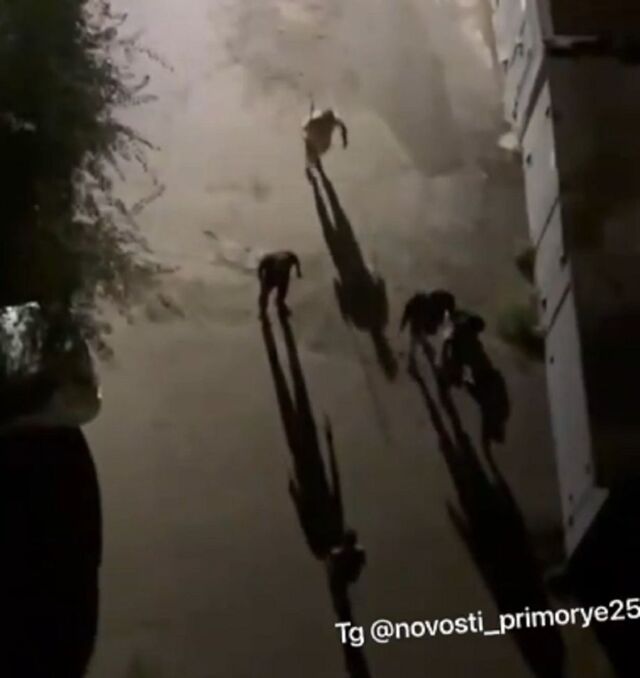 Во Владивостоке расследуется дело о массовом нападении пьяных подростков на иностранцев - PRIMPRESS, 16.09.2025