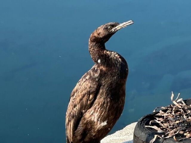 Баклан-альбинос, изгнанный из стаи, обжился у тюленей во Владивостоке - PRIMPRESS, 01.11.2025