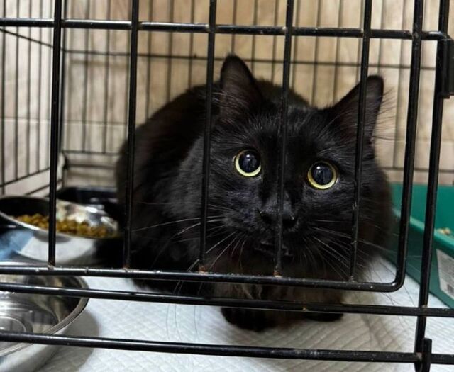 Измученный ребенком кот из Владивостока нашёл убежище: животное передали в приют Измученный ребенком кот из Владивостока нашёл убежище: животное передали в приют - PRIMPRESS, 01.11.2025