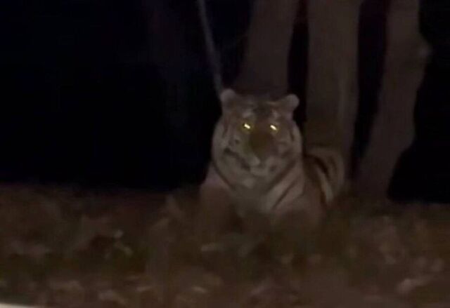 Тигр кошмарит жителей приморских поселков, а власти не решаются на отлов - PRIMPRESS, 04.11.2025