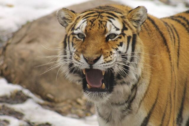 РФ и Китай намерены совместно защищать амурских тигров, снежных барсов и панд РФ и Китай намерены совместно защищать амурских тигров, снежных барсов и панд - PRIMPRESS, 05.11.2025