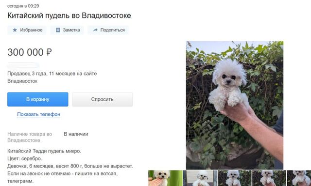 «Ветеринар в подарок»: во Владивостоке ищут богатого хозяина для редкого пуделя «Ветеринар в подарок»: во Владивостоке ищут богатого хозяина для редкого пуделя - PRIMPRESS, 05.11.2025