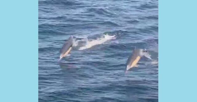 Пара дельфинов устроила шоу рыбакам из Приморья Пара дельфинов устроила шоу рыбакам из Приморья - PRIMPRESS, 06.11.2025