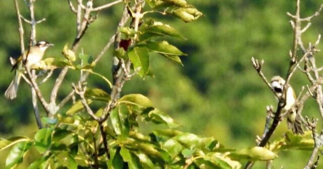 Редкие птицы-бюльбюль поселились в приморском заповеднике Редкие птицы-бюльбюль поселились в приморском заповеднике - PRIMPRESS, 07.11.2025
